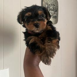 Daffy 1800 - Black and tan male Yorkipoo puppy in Gastonia, North Carolina from Dynasty Kennel