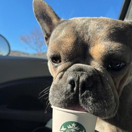 French Bulldogs from Malos Ranch