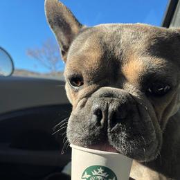 French Bulldogs from Malos Ranch