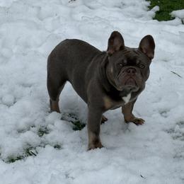 French Bulldog puppies from J&T French Bulldog & Pomeranian Palacio