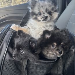 Pomeranian Puppies from Robbins Poms