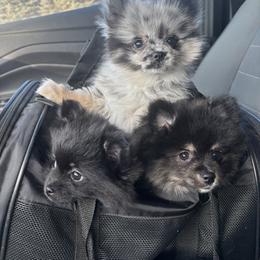 Pomeranian Puppies from Robbins Poms