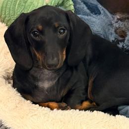 SANDY - Black and tan female Dachshund puppy in Toledo, Ohio from Baldox Dachshunds