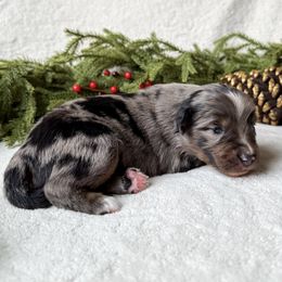 Douglas Fir - Blue merle male Miniature American Shepherd puppy in Idaho Falls, Idaho from Sugartop Minis
