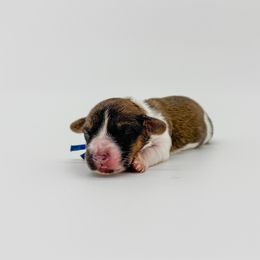 Mars - Piebald male Dachshund puppy in Waddell, Arizona from Neu Doxies