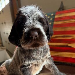 Douglas-(Thor) - Brown and gray male Wirehaired Pointing Griffon puppy in Grangeville, Idaho from Happy Hollow Griffons