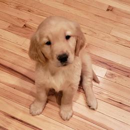 Goldendoodle and Golden Retriever Puppies from Milligan Valley