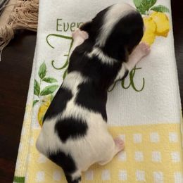 Boy Mr. Orange - Black tan and white male Biewer Terrier puppy in Lebanon, Oregon from SD99Biewers