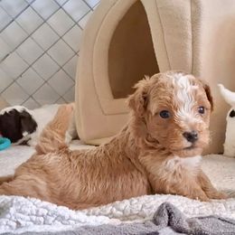Sunkiss - Red and white male Shihpoo puppy in Macon, Georgia from Shipoo Lane