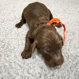 Orange Boy - Chocolate male Australian Labradoodle puppy in West Union, South Carolina from Golden Corner Labradoodles, LLC