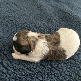 Havanese, Havapoo, and Poodle Puppies from Parlor Pups