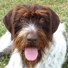 American Bullies, German Shorthaired Pointers, and German Wirehaired Pointers from Shoreline Pointers & Salty bullyz