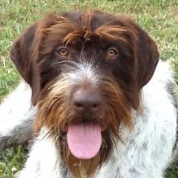 American Bullies, German Shorthaired Pointers, and German Wirehaired Pointers from Shoreline Pointers & Salty bullyz