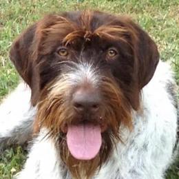 American Bullies, German Shorthaired Pointers, and German Wirehaired Pointers from Shoreline Pointers & Salty bullyz