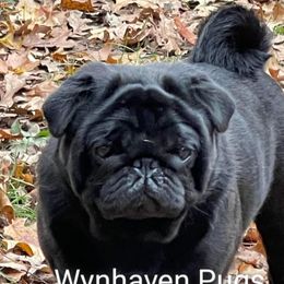 Hank E. Panky  - Pug