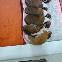 Collie Puppies from Kingsgift Collies