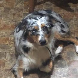 Shelby - Miniature Australian Shepherd