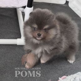Fiona - Blue and tan female Pomeranian puppy in Kingston, Georgia from Southern Charm Poms