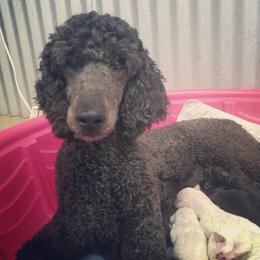 Chinese Crested and Poodle Puppies from En Vie