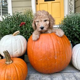 Lemonade - Apricot female Goldendoodle puppy in Montgomery, Texas from Dacus Doodles