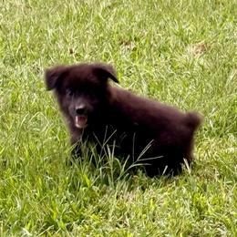 Woody - Black tri male Miniature Australian Shepherd puppy in Patterson, North Carolina from DreamLine Aussies