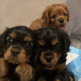 Cavalier King Charles Spaniel Puppies from Neal Cavaliers