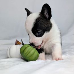 Loretta aka Margot - Brindle and white female American Corgi puppy in Clarksville, Tennessee from Cold Creek Family Farm LLC