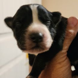 Girl 4 - Australian Shepherd puppy in Ogden, Utah from Rafter H Aussies