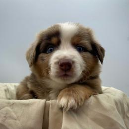 Roo (Natural Tail) - Red merle male Miniature Australian Shepherd puppy in Liberty, South Carolina from Alexander Canines