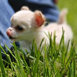 Girl 2 - Chihuahua puppy from Chi Chi's Place