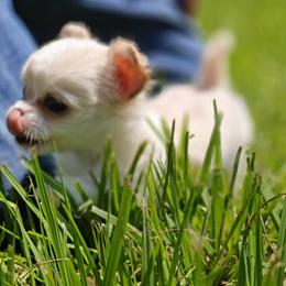 Girl 2 - Chihuahua puppy from Chi Chi's Place