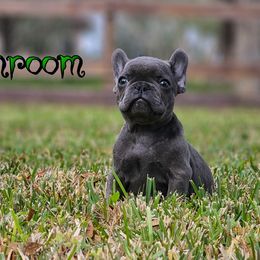 French Bulldog Puppies from Charles Frenchies