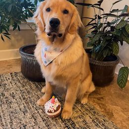 Golden Retriever All Grown Up from Beachwood Golden Retrievers