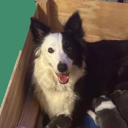 Border Collies from Bama Border Collies