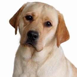 Peach - Labrador Retriever