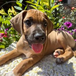 Belle - Fawn female Great Dane puppy in Corsica, Pennsylvania from Ferguson Family Danes LLC