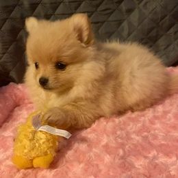 Pomeranian Puppies from DeMi Poms