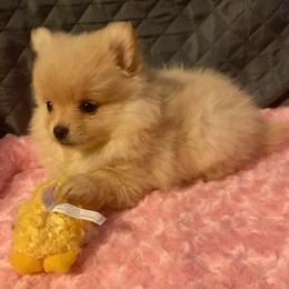 Pomeranian Puppies from DeMi Poms