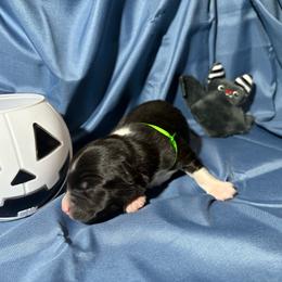 Oogie - Black & white male Australian Shepherd puppy in Vacaville, California from Cowtown Aussies