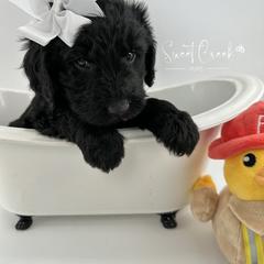 Newfoundland, Newfypoo, and Sheepadoodle Puppies from Sweet Creek Pups