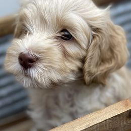 Australian Labradoodle Puppies from Grand Peaks Labradoodles