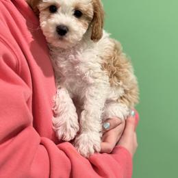 Charlie - Parti male Goldendoodle puppy in Somerset, Kentucky from Hilltop Doodles KY LLC