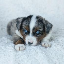 Boy 2 (Black) - Blue merle male Australian Shepherd puppy in Yakima, Washington from Naches Heights Ranch
