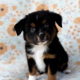 Thor - Black tri male Toy Australian Shepherd puppy in Liberty Hill, Texas from Pistol Paws Aussies