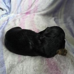 Black and tan - Black and tan female Dachshund puppy in Crab Orchard, Kentucky from Lucy’s legacy dachshunds