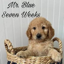 Goldendoodle Puppies from Bunker Doodles