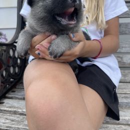 Norwegian Elkhound Puppies from English Bench Elkhounds