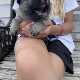 Norwegian Elkhound Puppies from English Bench Elkhounds