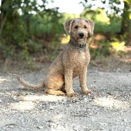 Puff - Cream male Goldendoodle puppy in Aubrey, Texas from Four Willows Farm