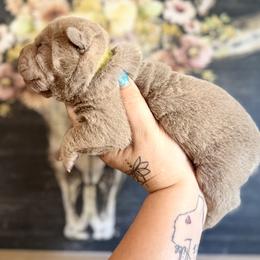 Earl - Lilac dilute male Chinese Shar-Pei puppy in Lehigh Acres, Florida from Florida Wrinkles